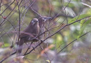 सहश्राब्दी पदमार्गलाई पर्यटकीय गन्तव्य बनाइने